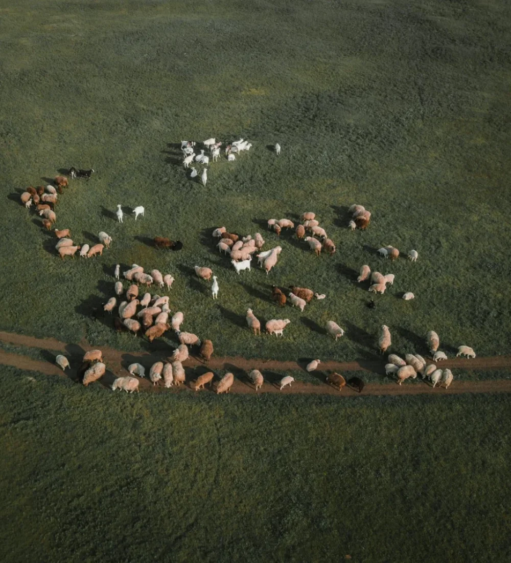 Wildlife and Conservation